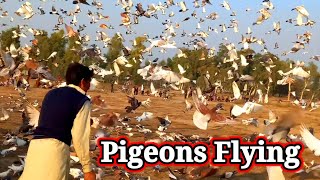 Pigeons Flying [upl. by Guntar]