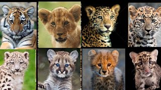 All Big Cat Cubs Sound  Tiger Cub VS Lion Cub VS Jaguar Cub [upl. by Lundgren]