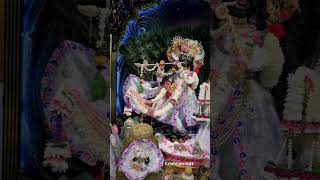 Radhe Radhe 🌺🌸haremurarihindugreetingshyamhindumantrahariboloradheradheytshortslovekrishna✨ [upl. by Swamy]