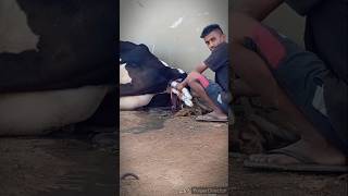 tranding cow animalfarming cowcow cattlefarming viralvideo farming cowes [upl. by Beata]