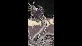 horseradish harvest Nov 3rd [upl. by Bohaty]