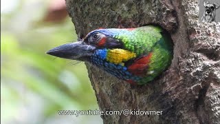 REDCROWNED BARBET incubating in Completed Nest [upl. by Scholem]