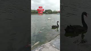 Fairview Park Hongkong Lake🇭🇰 viralvideo short shortvideo [upl. by Osmo475]