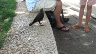 A Very Smart Bird  Thirsty crow comes to humans for help [upl. by Atolrac]