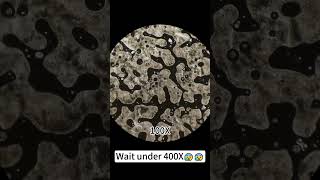 Foundation under 400X magnification is super coolunderthemicroscope microscope science [upl. by Bogusz]