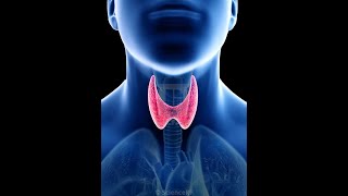 Thyroid Gland  Histology of Thyroid gland  Thyroid structure Histology functions and Hormones [upl. by Sillad]