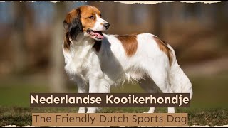 Nederlandse Kooikerhondje – The Friendly Dutch Sports Dog [upl. by Waldon]