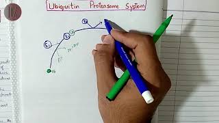 Ubiquitin Proteasome system  Protein Metabolism  Doctor Z [upl. by D'Arcy]