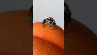 CUTE JUMPING SPIDER HYLLUS DIARDI🇨🇭🕷spider araignée cute kawaii spinnen jumpingspider swiss [upl. by Gussi]