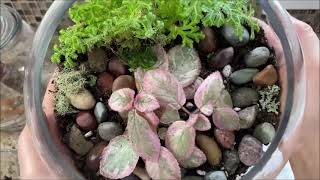 Planting Episcia in a Terrarium  Demo [upl. by Pownall]