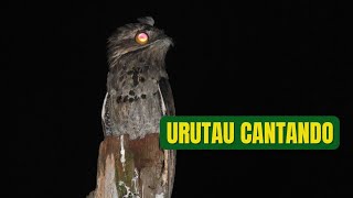 O canto do Urutau [upl. by Evoy417]