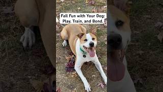 Autumn Adventures Fun Fall Activities for Dogs shorts [upl. by Arual146]