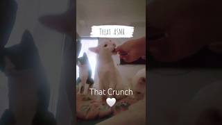 Tempting Treats 😺🐾✨️🫶🏻🌸🌻 catlover catvideos funnycats [upl. by Omoj]