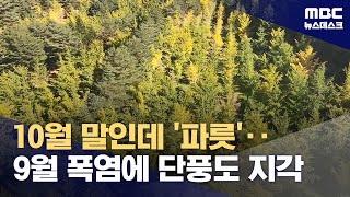 quot한창 노랄 시기인데quot‥단풍 명소 홍천 은행나무숲도 지각 단풍 20241025뉴스데스크MBC [upl. by Ioves]