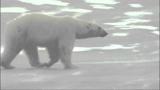 Explorer Polar bears will actively hunt man [upl. by Krisha]