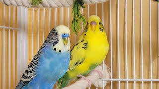 12 Hr If your budgies don’t chirp playing this video will help lonely parakeet bird start to chirp [upl. by Mateusz]