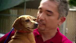 Welcome to Dog Whisperer With Cesar Millan  Official YouTube Channel [upl. by God]