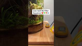 Lowtech No Filter Aquarium ❤️🍀🦐🐟 shorts [upl. by Shafer482]