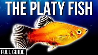 Platy Fish Info And Care  How To Care For Platy Fish [upl. by Valentine761]