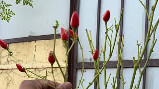 Birds Eye Chilli 😱SPICIEST CHILLI PLANT 🪴 EASY TO GROW [upl. by Htiekal252]