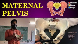 Parts of Maternal Pelvis  Nursing Lecture  Malayalam  Anatomy of Female Pelvis  OBG Practical [upl. by Ycaj]