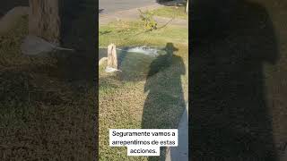 Desperdicio de agua short viralvideo viralshorts viralshort viralvideos viralreels agua [upl. by Enilav643]