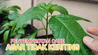 Cara semprot daun cabe agar tidak keriting [upl. by Eenel]