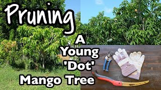 Pruning a Young Dot Mango Tree [upl. by Jorgensen]