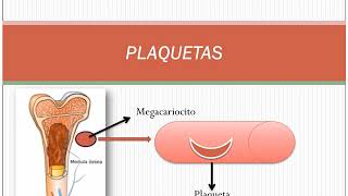 hemostasia y coagulacion [upl. by Fosdick496]