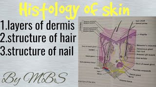 histology of skin  integumentary syestem part 2 of 3 [upl. by Nya870]