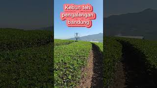 kebun teh pengalengan bandung shorts pengalengan bandung [upl. by Ylekalb357]