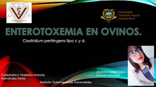 Enterotoxemia ovina [upl. by Wiltz]