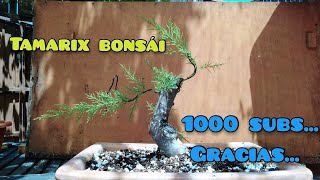 COMO HACER BONSAI TAMARISCO TAMARIX [upl. by Winnie]