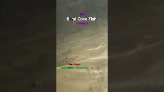 The Incredible Blind Cave Fish  Crawfish Black Stick Fish and the Blind Cave Fish [upl. by Tamra43]