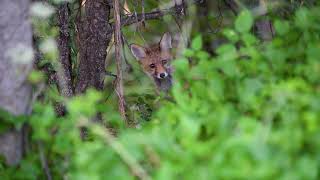 Hike in Mount Olympus Firecrest Coal and Crested tit Red Fox [upl. by Rosenkranz488]