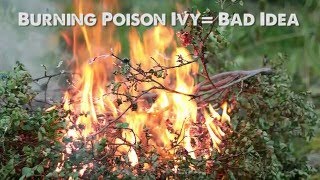 Behind the Counter Poison Ivy Facts Myths and Treatment [upl. by Guss]