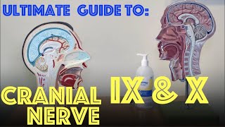 Glossopharyngeal amp Vagus Nerve Explained  Guide to Cranial Nerves IX and X  Dr Gill [upl. by Certie7]