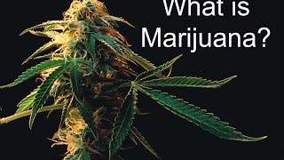 What is Marijuana [upl. by Prober811]