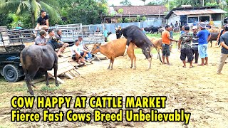 Natural Breeding Cow  Cow Happy At Cattle Market pasarsapi sapibali cattlemarketindia [upl. by Zamora]