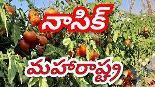 Maharashtra tomato cropNasik area tomato crop [upl. by Jer903]