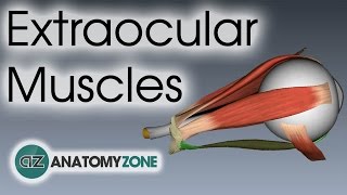 Extraocular Muscles  Eye Anatomy [upl. by Kirby475]