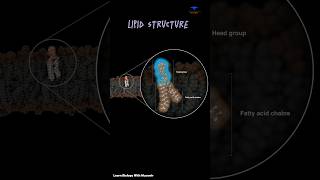 Lipid Structure Phosphate Fatty Acid amp cellular membrane  cytology [upl. by Richardson685]