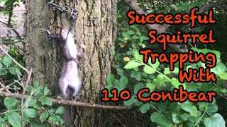 Successful Squirrel Trapping With 110 Conibear [upl. by Pellikka]