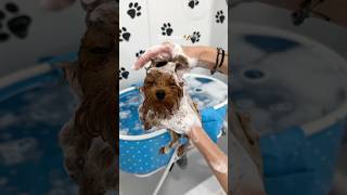 it’s bath time puppy shorts viralvideo dog funny [upl. by Ilyse]