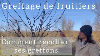 Greffage  Comment récolter et conserver ses greffons [upl. by Koslo]