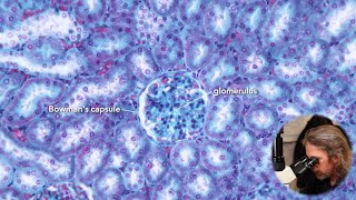 Microscopic anatomy of the kidney [upl. by Had]