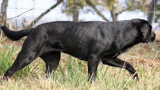 BEST OF LABRADOR  THE MOST STUNNING BLACK LABRADOR RETRIEVER [upl. by Winifield]