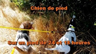 Chien de pied  Entraînement  Sur un pied de 24 et 18 heures [upl. by Madigan775]