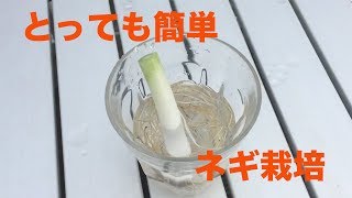 とっても簡単！ネギ栽培。水耕栽培から鉢植え [upl. by Nyladnarb]