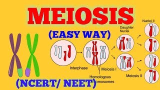 CELL DIVISION  MEIOSIS EASY WAY  NCERT NEET [upl. by Yhtuv]